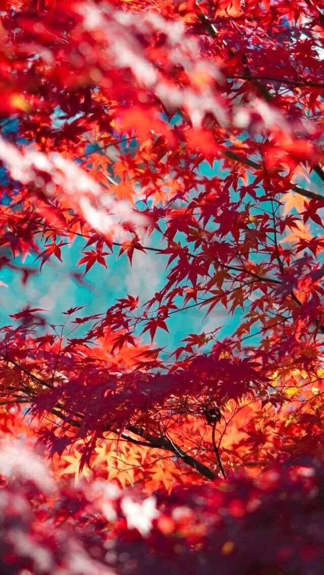 火紅時~ 人們才會抬起頭來看!