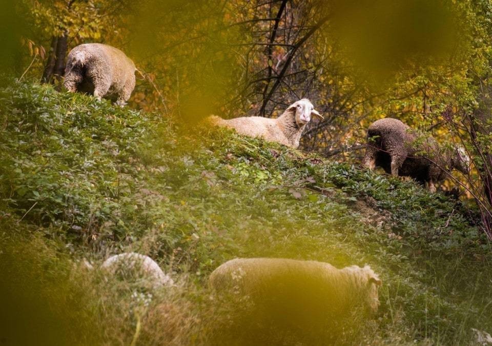 Sheep learned to recognize photos of Obama and other celebrities, neuroscientists say
