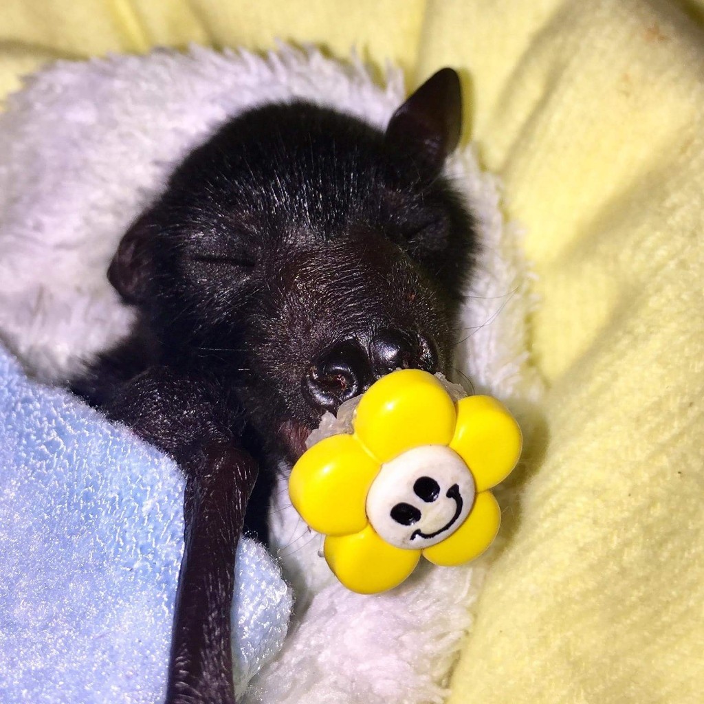 REHAB 2015
Megabat, Flying fox, Fruit bat, Bats N Wildlife - cover