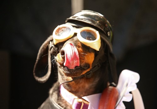 Dachshund Racing in Australia: Pictures