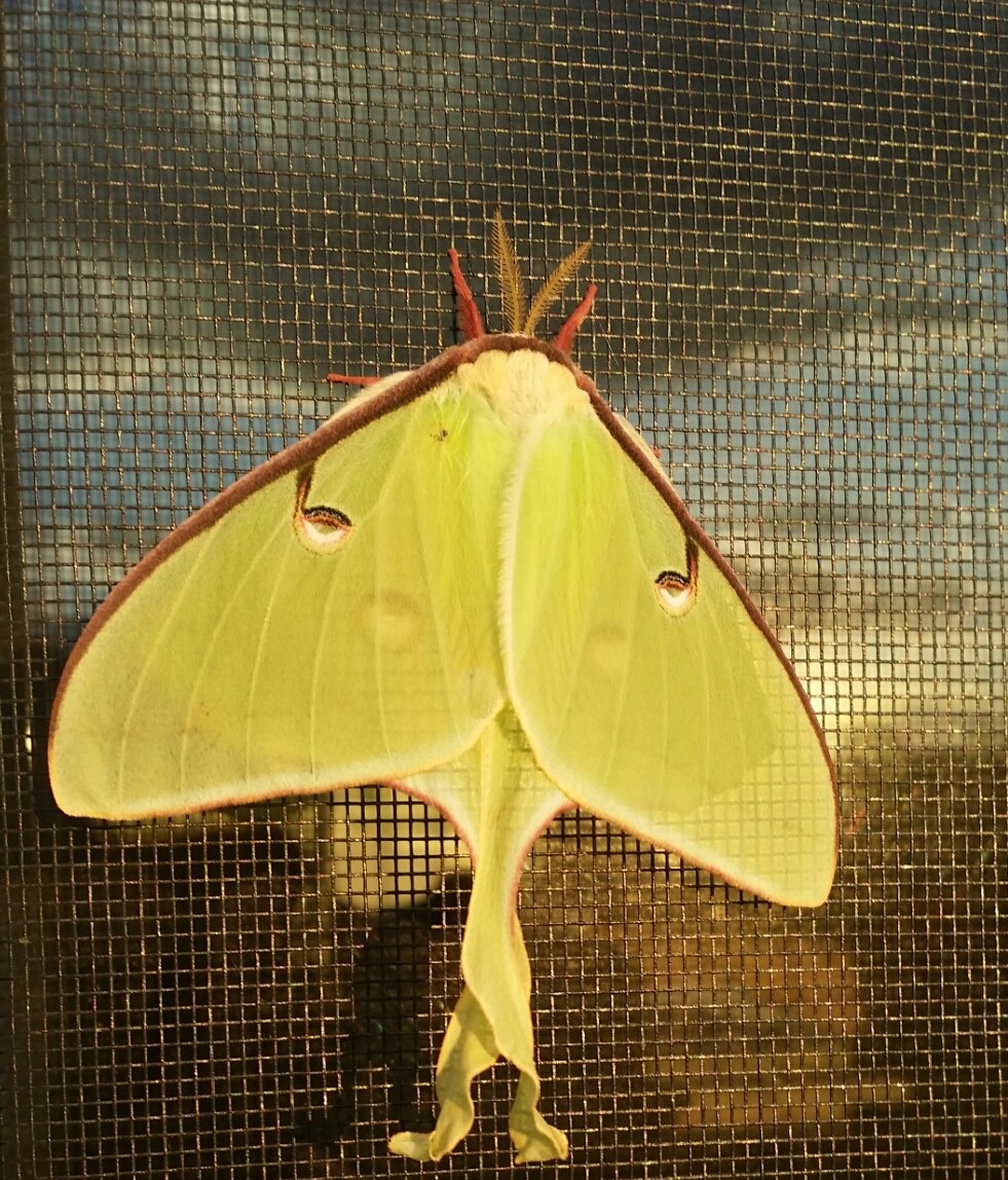 Gorgeous moth! Check out the reflection of the sky in the window as well