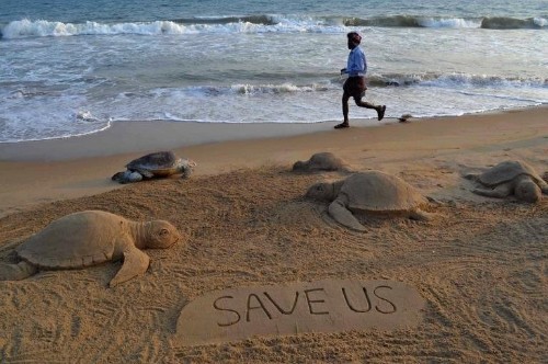 US govt sued over sea turtles snared in shrimp nets