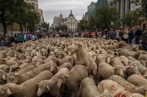 The Annual Sheep Invasion in Madrid: Pictures
