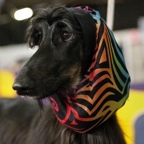 Photo Gallery: Westminster Dog Show