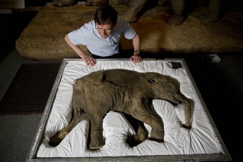 Woolly Mammoths in Pictures