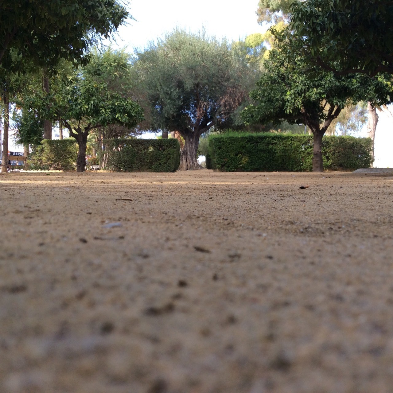 Uno de los olivos del Parque San Pablo