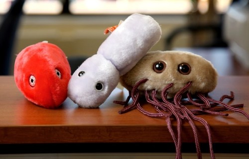 When Gut Bacteria Change Brain Function