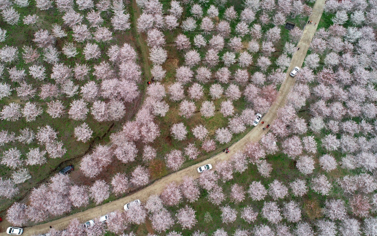 Planet Lockdown, Pictures of the Week and Cherry Blossom Season