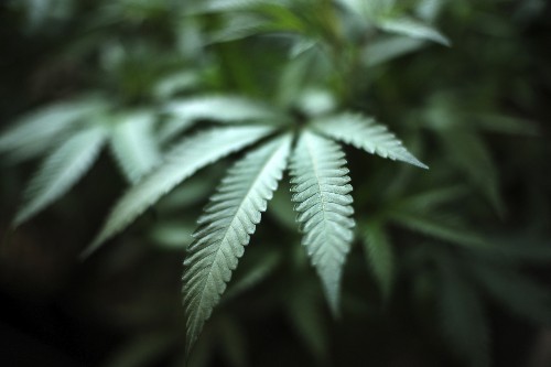 DOJ moves to add more marijuana growers for research