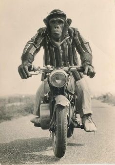 MONKEY TRANSPORTATION - cover