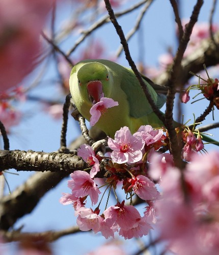 It’s Cherry Blossom Season: Pictures