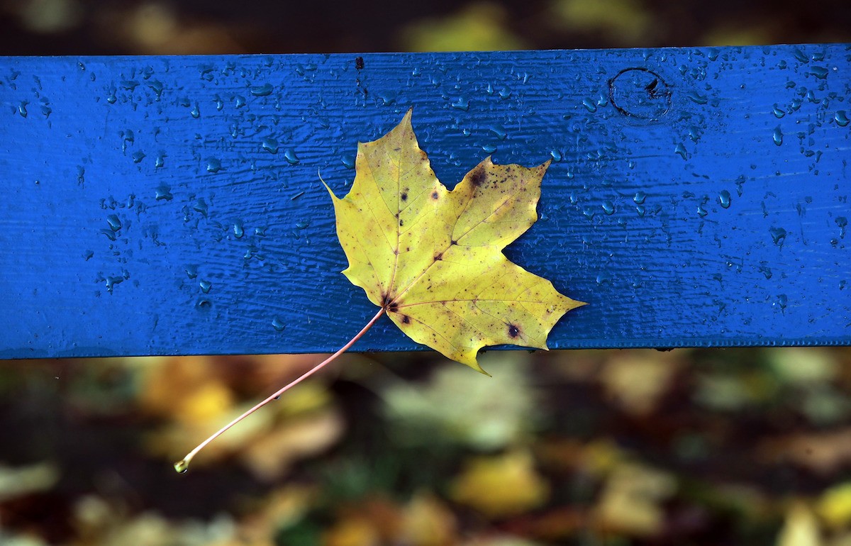 The Week in Review: Get Crafty for Fall