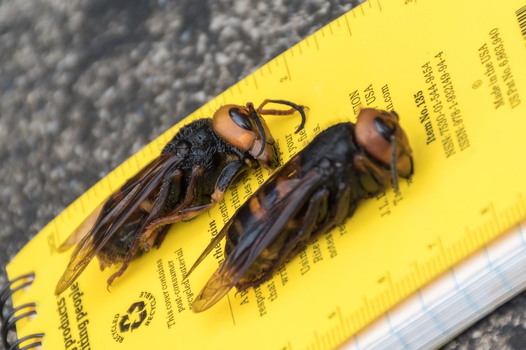 Discovery of 'Murder Hornet' in U.S. Pacific Northwest worries agriculture officials
