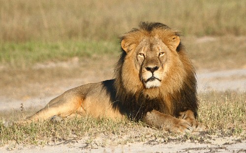 The Week in Review: Cecil the Lion’s Death Sparks Outrage