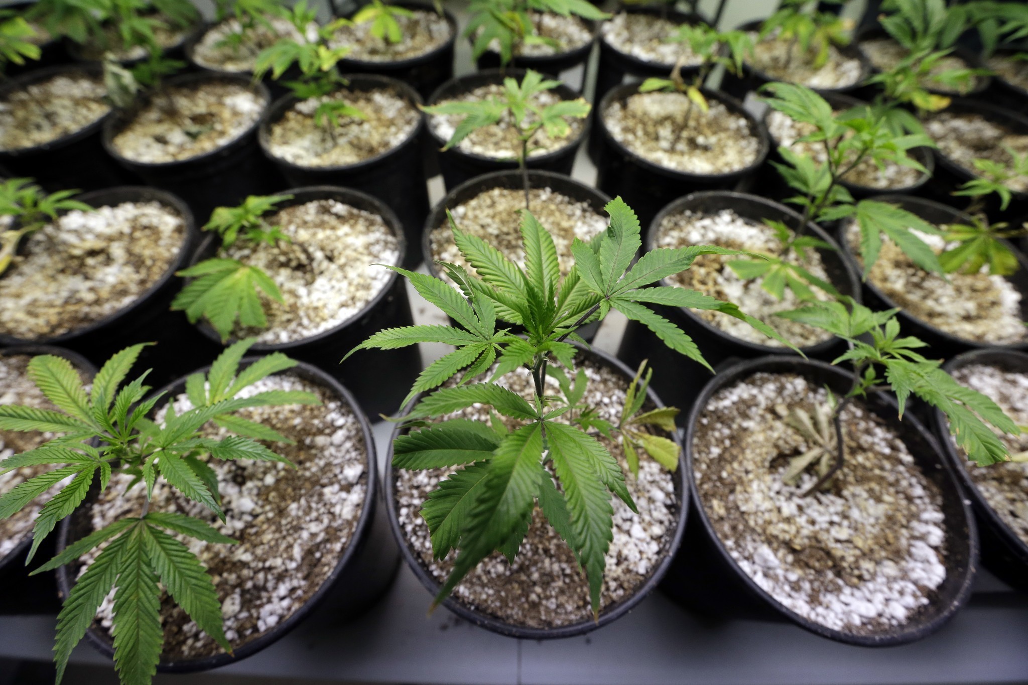 The Senate's experiment with cannabis