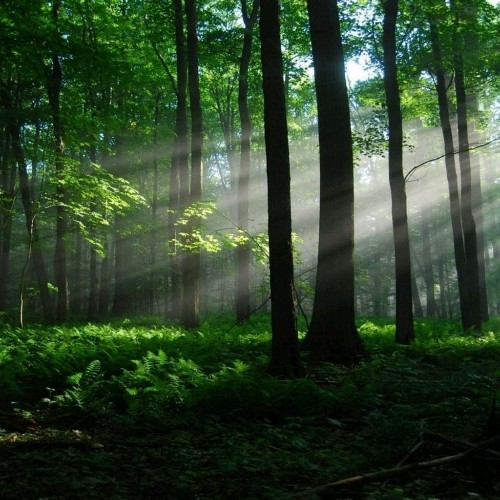 Woods