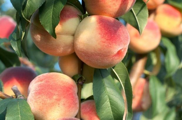 Buyers beware: The 12 most pesticide-contaminated fruits and vegetables