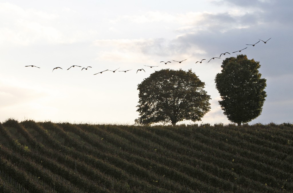 Trump winery eligible for bailout in virus relief law