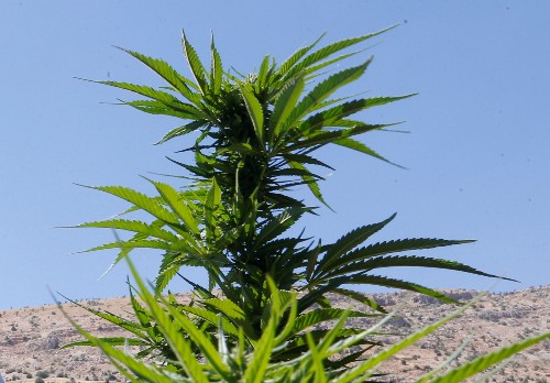 Scientists unpick how cannabis component may fight psychosis