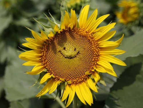 Sunflower Fields in Bloom in Japan