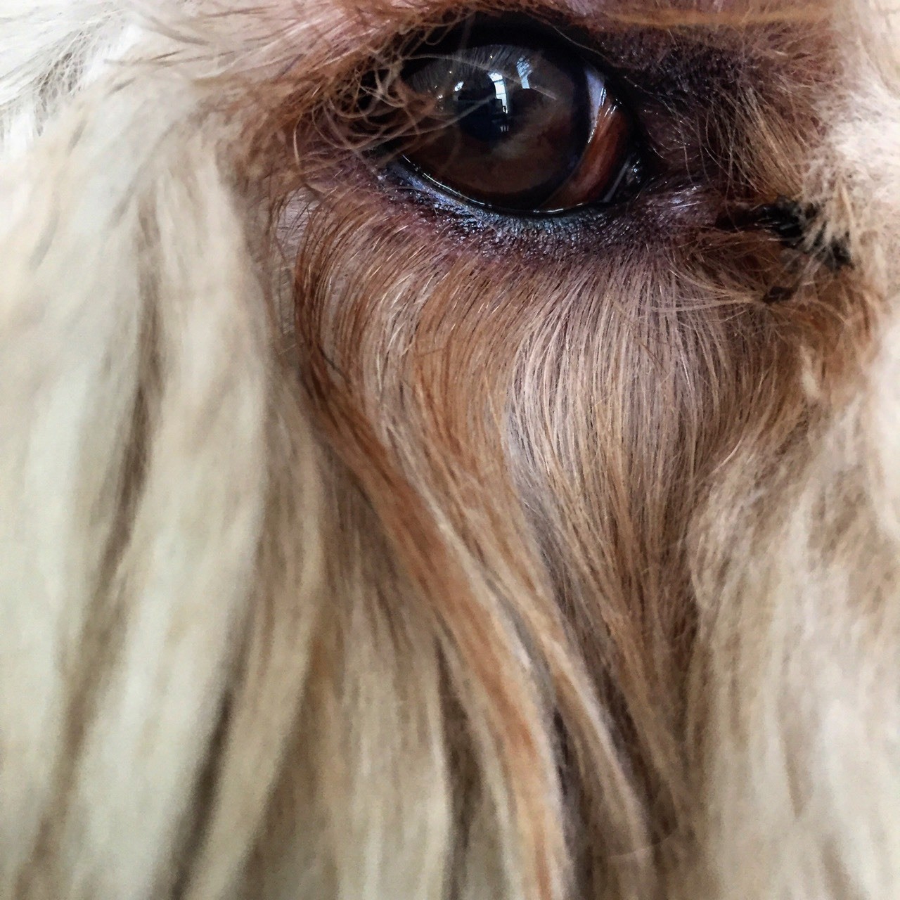 This photo focused on the eye of a dog. Notice how the eye is t in the center, it adds depth to the photo which also adds a sense of mystery.