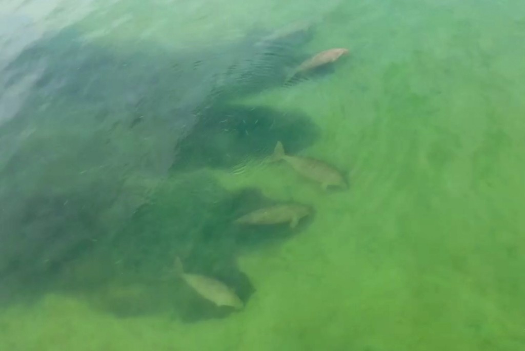 Thailand's tourist drought leaves space for shy sea mammal