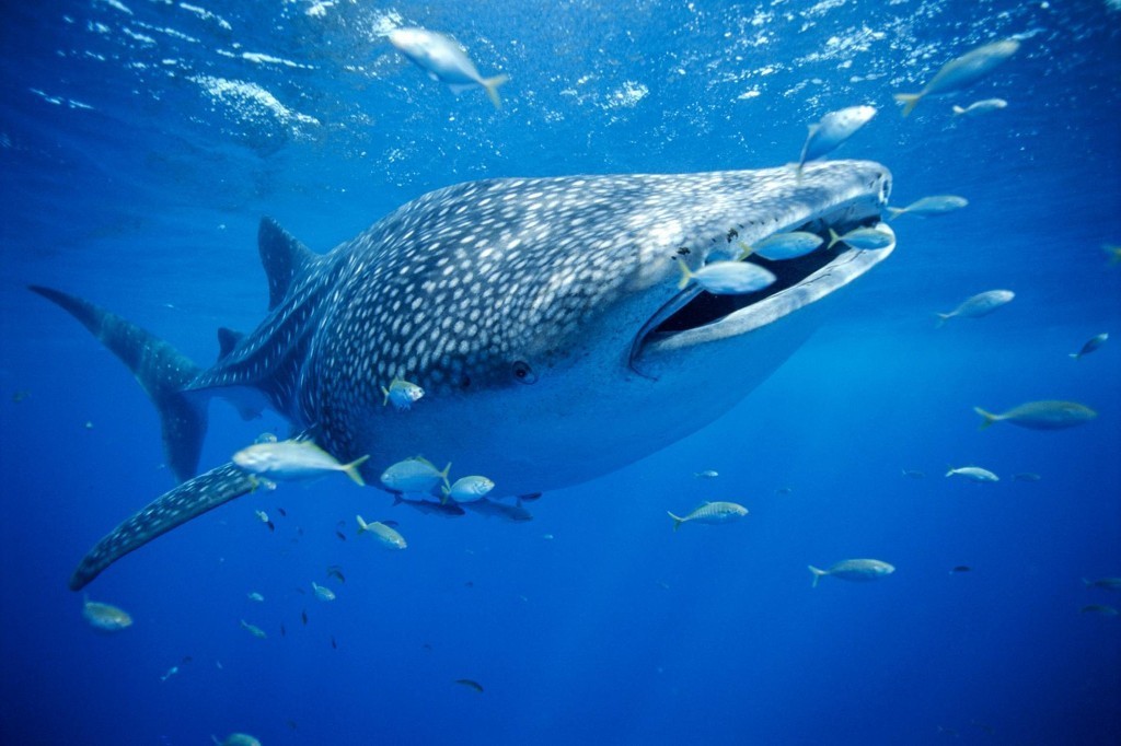 Fascinating and fearsome–there’s more to sharks than meets the eye