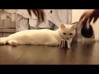 The amazing kitty! Can find the ball every time!