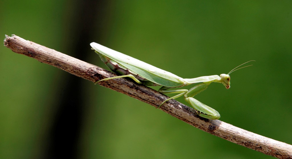 Land-dwelling insects drop in population but freshwater bugs doing better