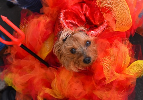 Halloween Costume Parade for Dogs: Pictures