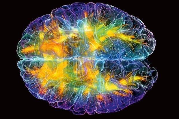 The WIRED guide to the brain in 2016