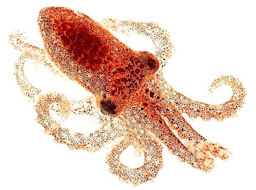 Octopus Skin Can See Light, No Brain Needed