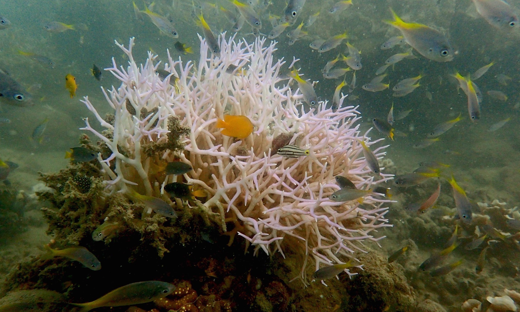Images of new bleaching on Great Barrier Reef heighten fears of coral death