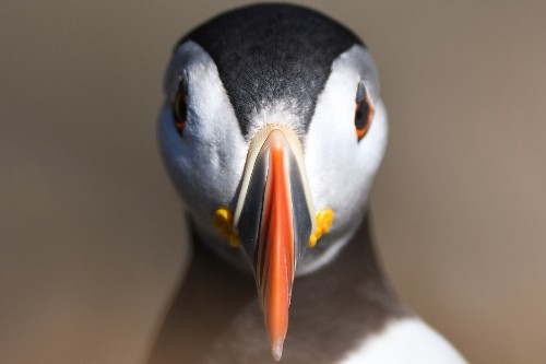 The Great Saltee Island Bird Sanctuary in Pictures