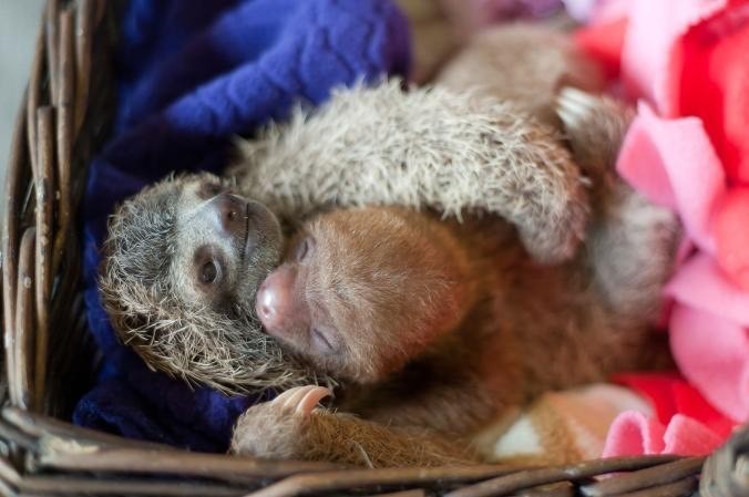 Meet Locket and Elvis. These two sloths are cuddling at the refuge.