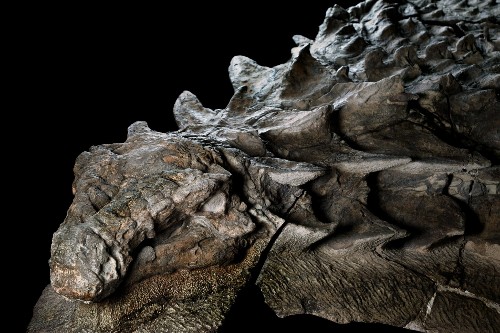 The Amazing Dinosaur Found (Accidentally) by Miners in Canada