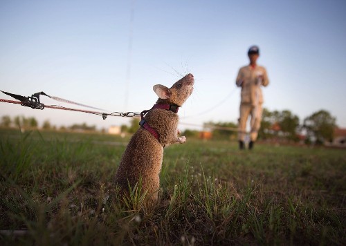Rats Taught to Detect Land Mines in Cambodia