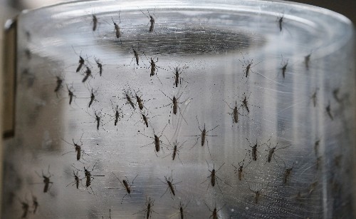 La historia de la semana: El virus del zika se propaga en Latinoamérica