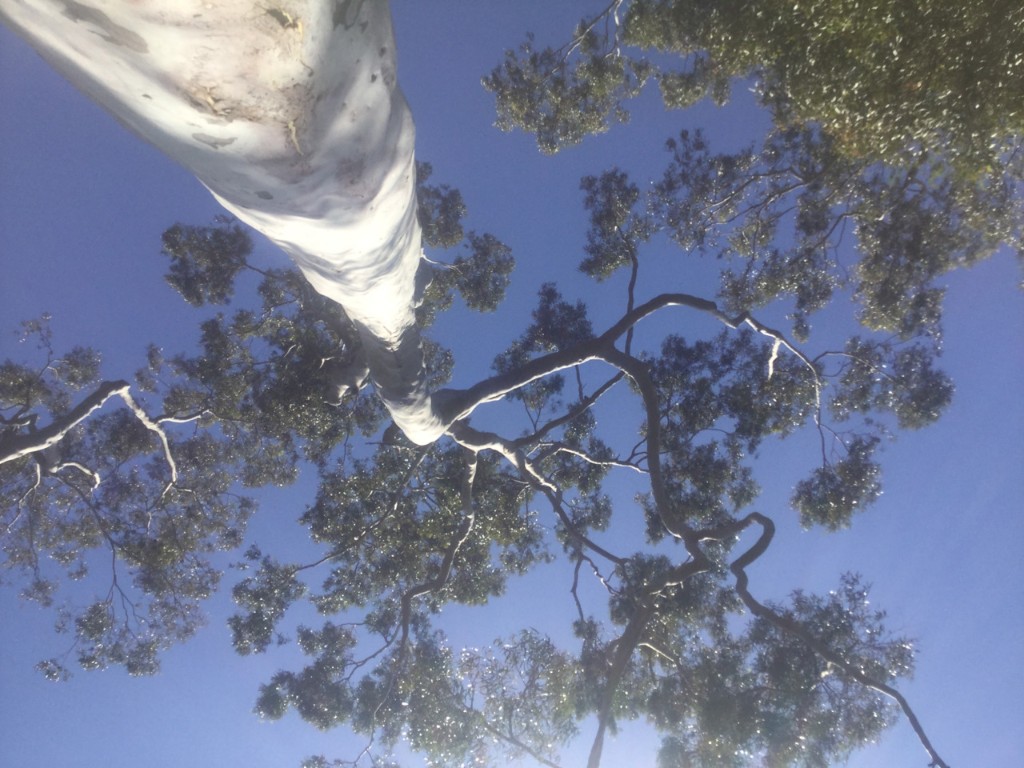 King Park Trip - cover