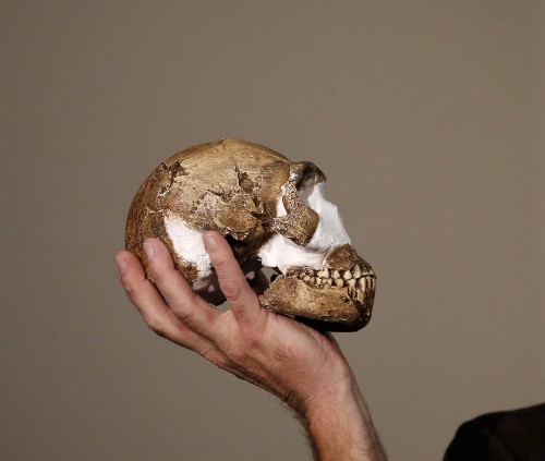 Homo Naledi, New Human Species Found: Pictures