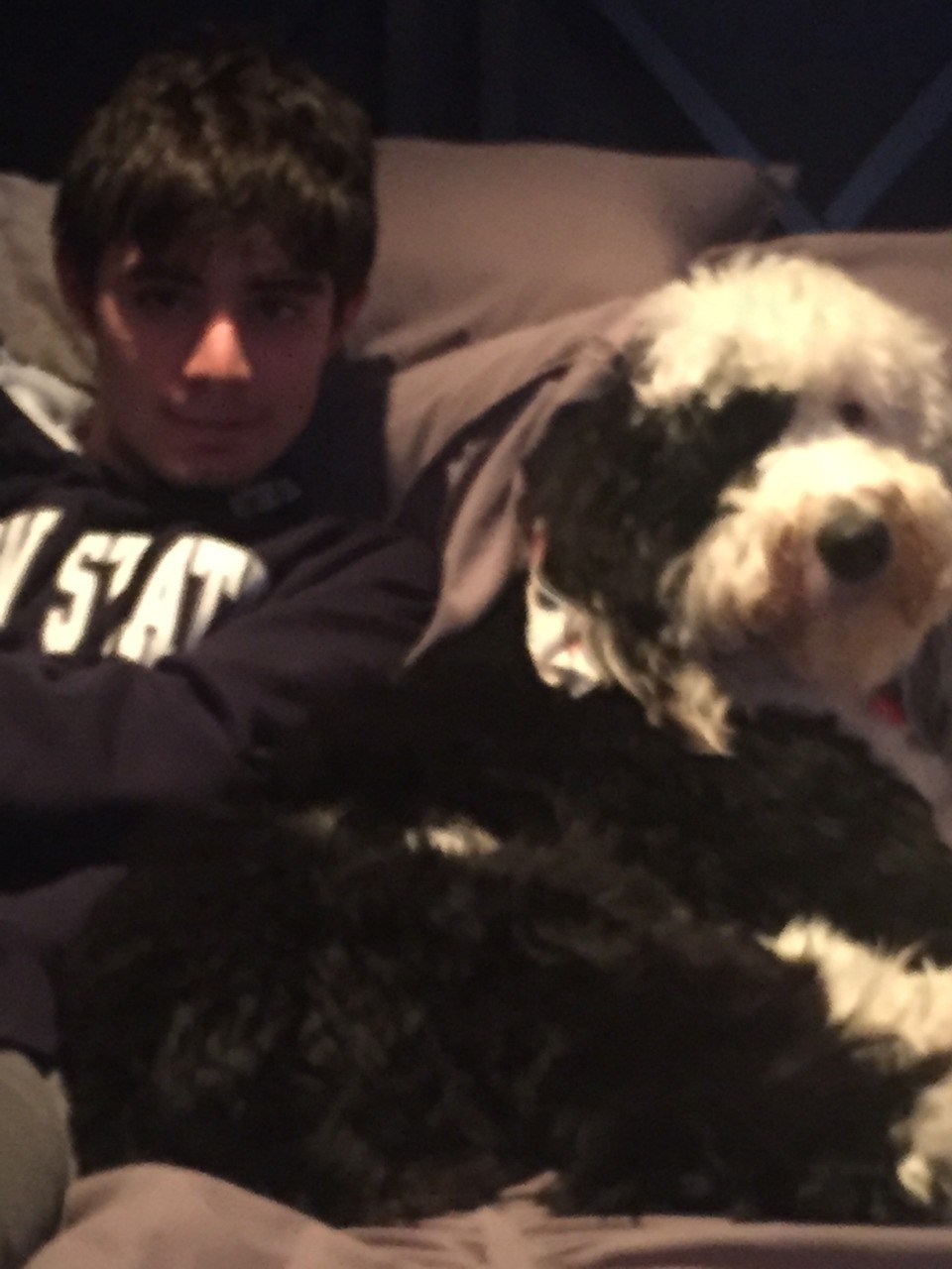 Winston the sheepadoodle dual service dog!!!