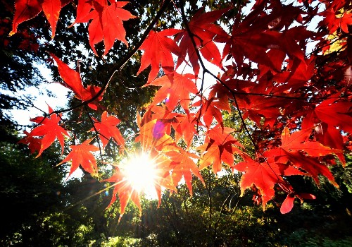 The Leaves Are Changing Color: Pictures