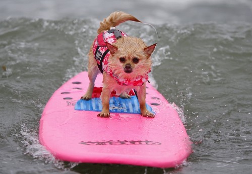 Dog Surfing in California