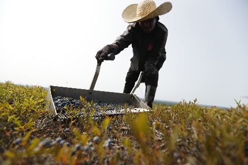 US wholesale prices dip 0.1 percent in January
