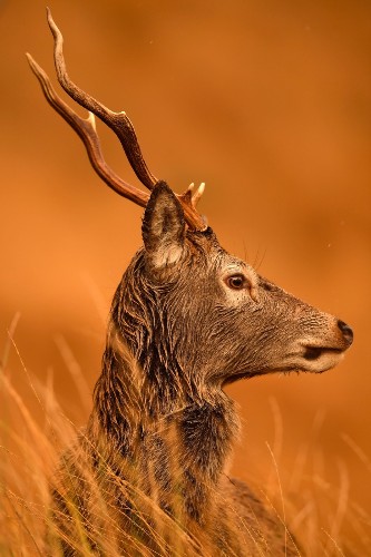 Deer Grazing in Scotland: Pictures