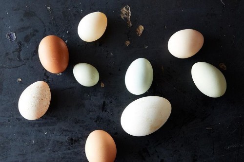 How to Read an Egg Carton (And Why Terms Like "Cage-Free" Are Misleading)