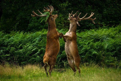 15 Of The Funniest Finalists For Comedy Wildlife Photography Awards 2018