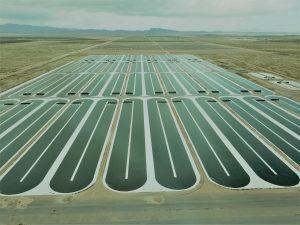 See How Algae Could Change Our World