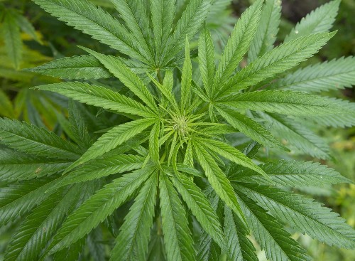 Marijuana Tax Millions? Hallucinations Up In Smoke, Yet Feds Propose 50% Federal Tax Too
