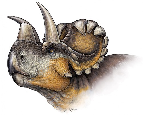 This New Species Of Horned Dinosaur Provides Hints About Its Evolution